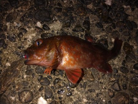 ノープラン釣行